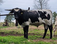 Bull calf 2022 Black MarketC&B x Just a HandfulBCB