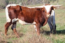 19-48 Steer