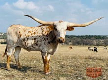 JH RURAL POCO DOT