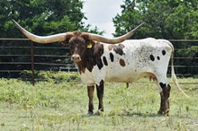TXN CINNAMON'S PRIDE