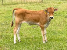 DELTA LUCKY ACE X SPOTTED GLORY FTZ HEIFER