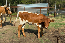 🇺🇸DELTA LUCKY ACE🇺🇸 x HLR CALYPSO