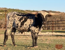 4C IRON KNIGHT "BIG TEX"