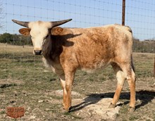 4C SUN DRAGON'S SMILE