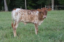 Heifer Horseshoe J Robust X Powerwagon