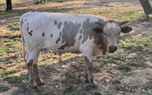 J & T's Samson's Thunder