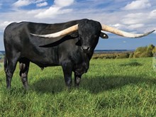 JH Rural Blackout 🏆 