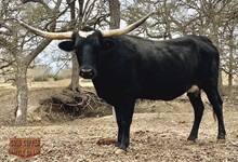 JH RURAL M'LADY