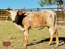 4C SUN DRAGON'S SMILE