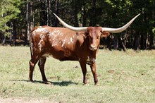 4W Legislative Power