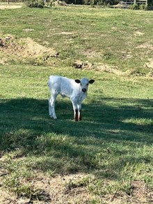Papaw's Powered Popcorn 