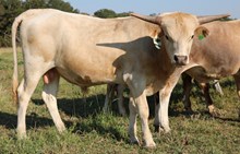 Dark Knight Tejas OK Touch Bull Calf