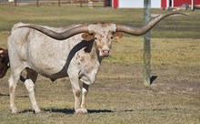 RJF EXTRAORDINARY 942