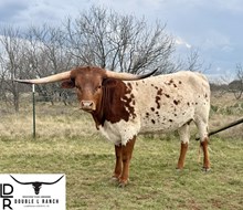 4C KODA'S SAFARI SMILE